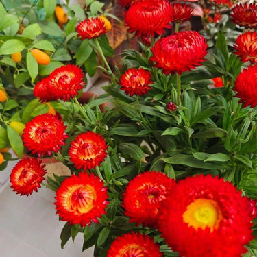 Strawflower Atrococcineum Seeds