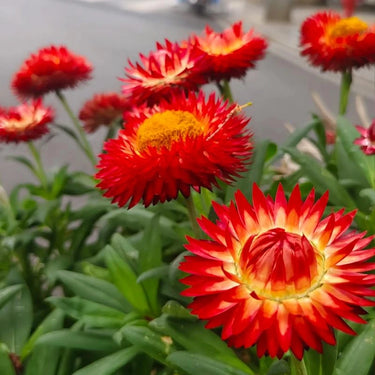 Strawflower Atrococcineum Seeds