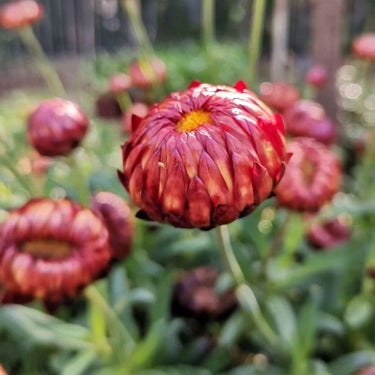 Strawflower Atrosanguineum Seeds
