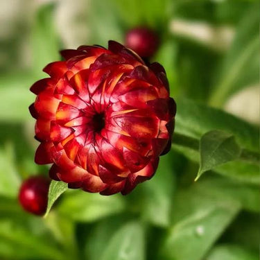 Strawflower Atrosanguineum Seeds
