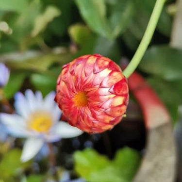 Strawflower Atrosanguineum Seeds