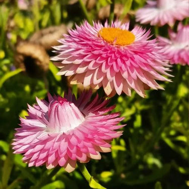 Strawflower Bright Bikini Pink Seeds
