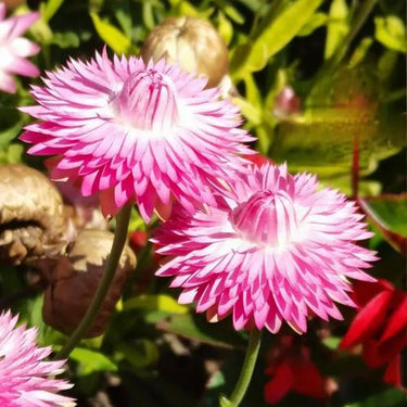 Strawflower Bright Bikini Pink Seeds