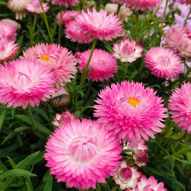 Strawflower Bright Bikini Pink Seeds