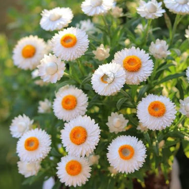 Strawflower Classic White Seeds