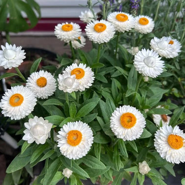 Strawflower Classic White Seeds