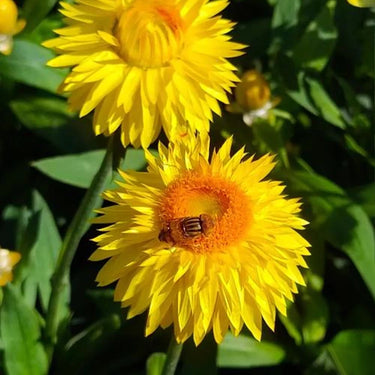 Strawflower Double Bright Yellow King Protea Seeds