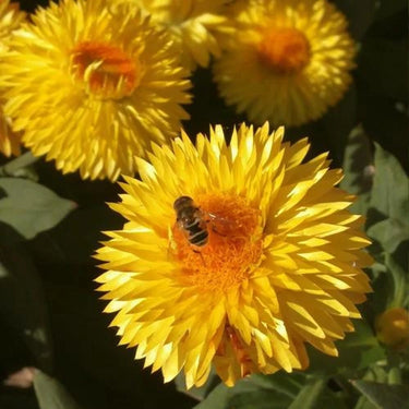 Strawflower Double Bright Yellow King Protea Seeds