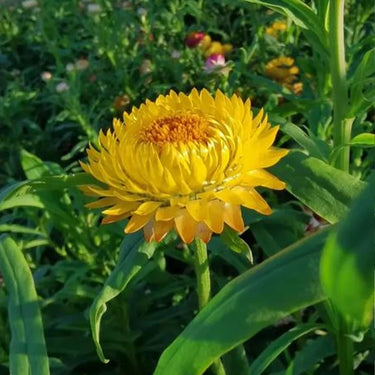 Strawflower Double Bright Yellow King Protea Seeds