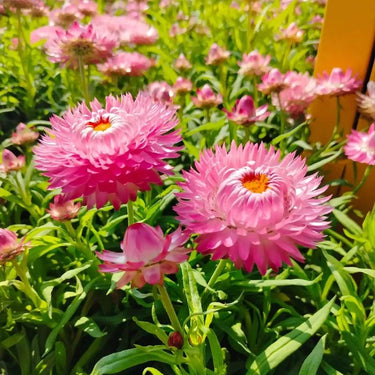 Strawflower Double Light Pink King Protea Seeds