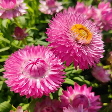 Strawflower Double Light Pink King Protea Seeds