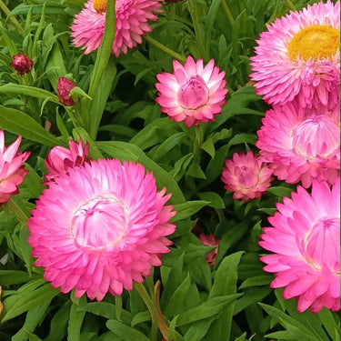 Strawflower Double Light Pink King Protea Seeds