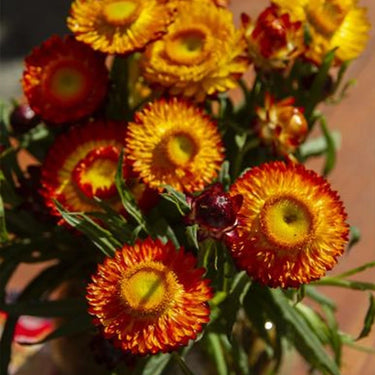 Strawflower Double Orange Imperial Seeds