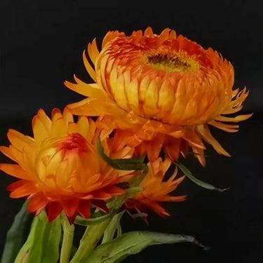 Strawflower Double Orange Imperial Seeds