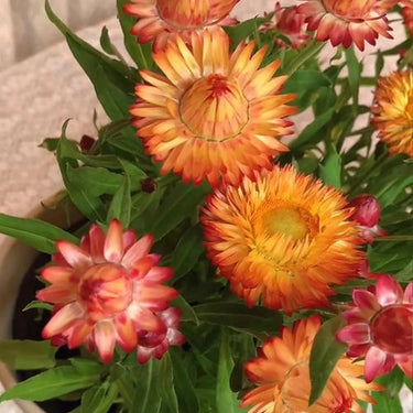 Strawflower Double Orange Imperial Seeds