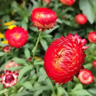 Strawflower Double Pure Red King Protea Seeds