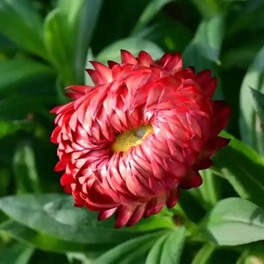 Strawflower Double Pure Red King Protea Seeds