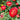 Strawflower Double Pure Red King Protea Seeds