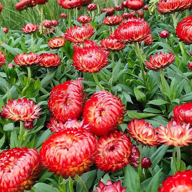 Strawflower Double Pure Red King Protea Seeds