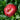 Strawflower Double Pure Red King Protea Seeds