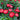 Strawflower Double Pure Red King Protea Seeds