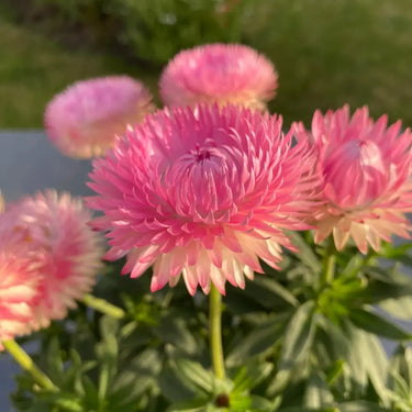 Strawflower Double Rose Red King Protea Seeds