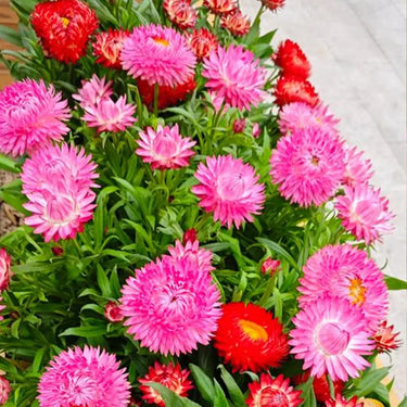 Strawflower Double Rose Red King Protea Seeds