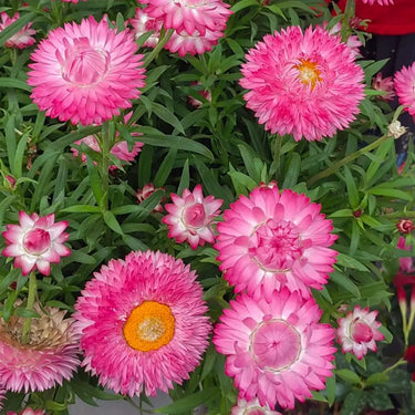 Strawflower Double Rose Red King Protea Seeds