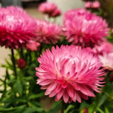 Strawflower Kimberly Sunset Seeds