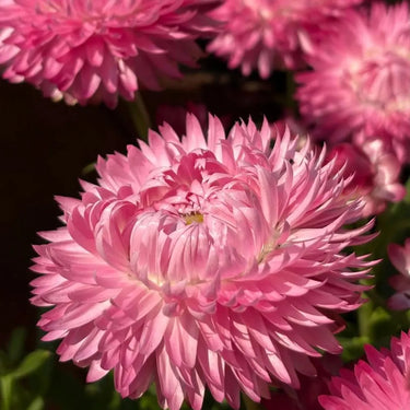 Strawflower Kimberly Sunset Seeds