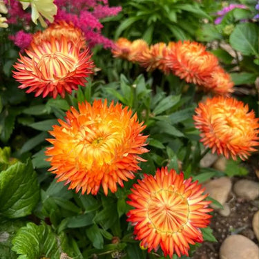 Strawflower Tianshan Kumquat Seeds