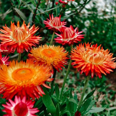Strawflower Tianshan Kumquat Seeds