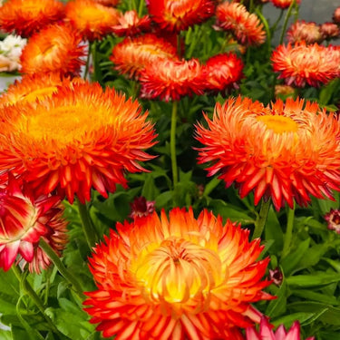 Strawflower Tianshan Kumquat Seeds