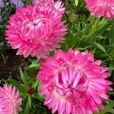 Strawflower Tom Thumb Pink Seeds