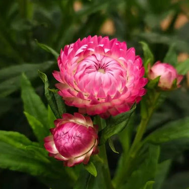 Strawflower Tom Thumb Pink Seeds
