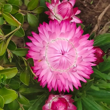 Strawflower Tom Thumb Pink Seeds