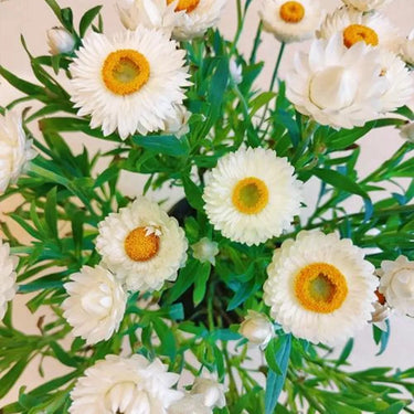 Strawflower Tom Thumb White Seeds
