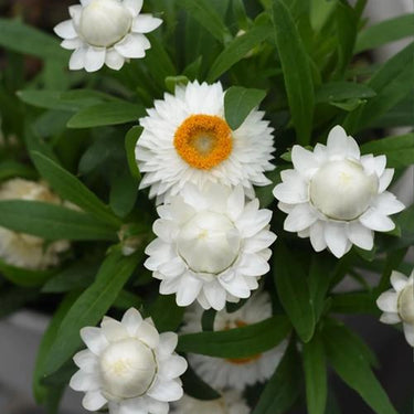 Strawflower Tom Thumb White Seeds