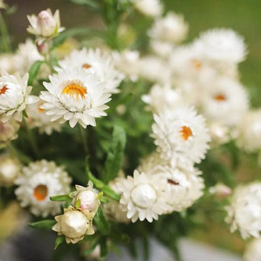 Strawflower Tom Thumb White Seeds
