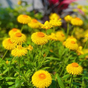 Strawflower Tom Thumb Yellow Seeds