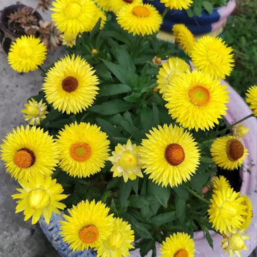 Strawflower Tom Thumb Yellow Seeds