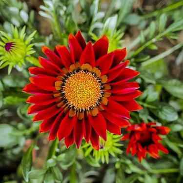 SunFlower Seeds-Gazania Coastal Rigens