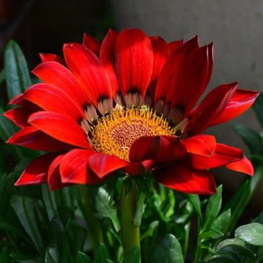 SunFlower Seeds-Gazania Coastal Rigens