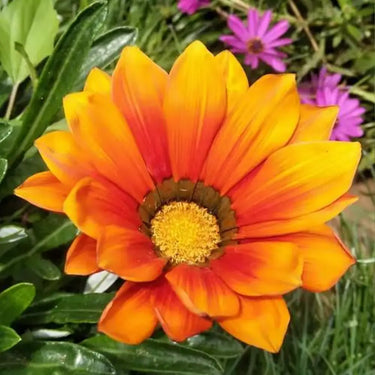 SunFlower Seeds-Gazania Rigens Treasure