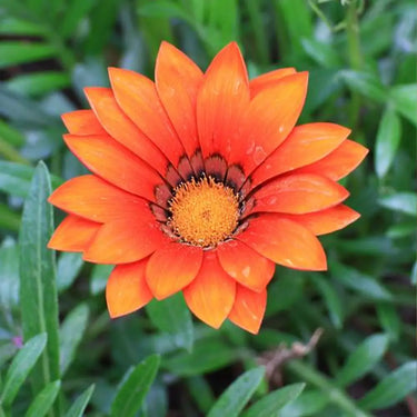 SunFlower Seeds-Gazania Rigens Treasure