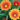 SunFlower Seeds-Gazania Rigens Treasure
