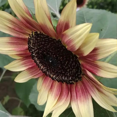 Sunflower Seeds-Alpine Lemon Blush