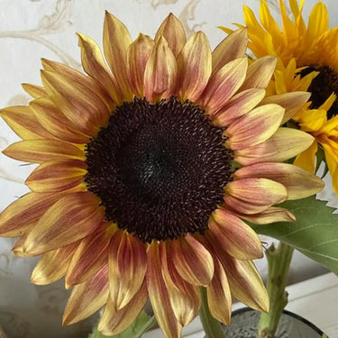 Sunflower Seeds-Alpine Lemon Blush