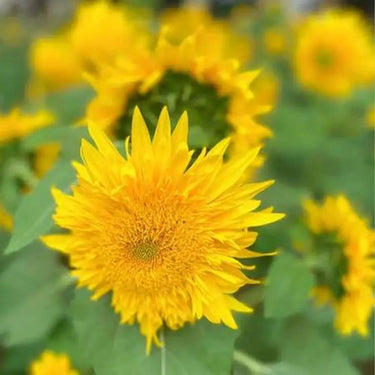 Sunflower Seeds-Bachido