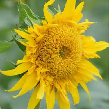 Sunflower Seeds-Bachido
